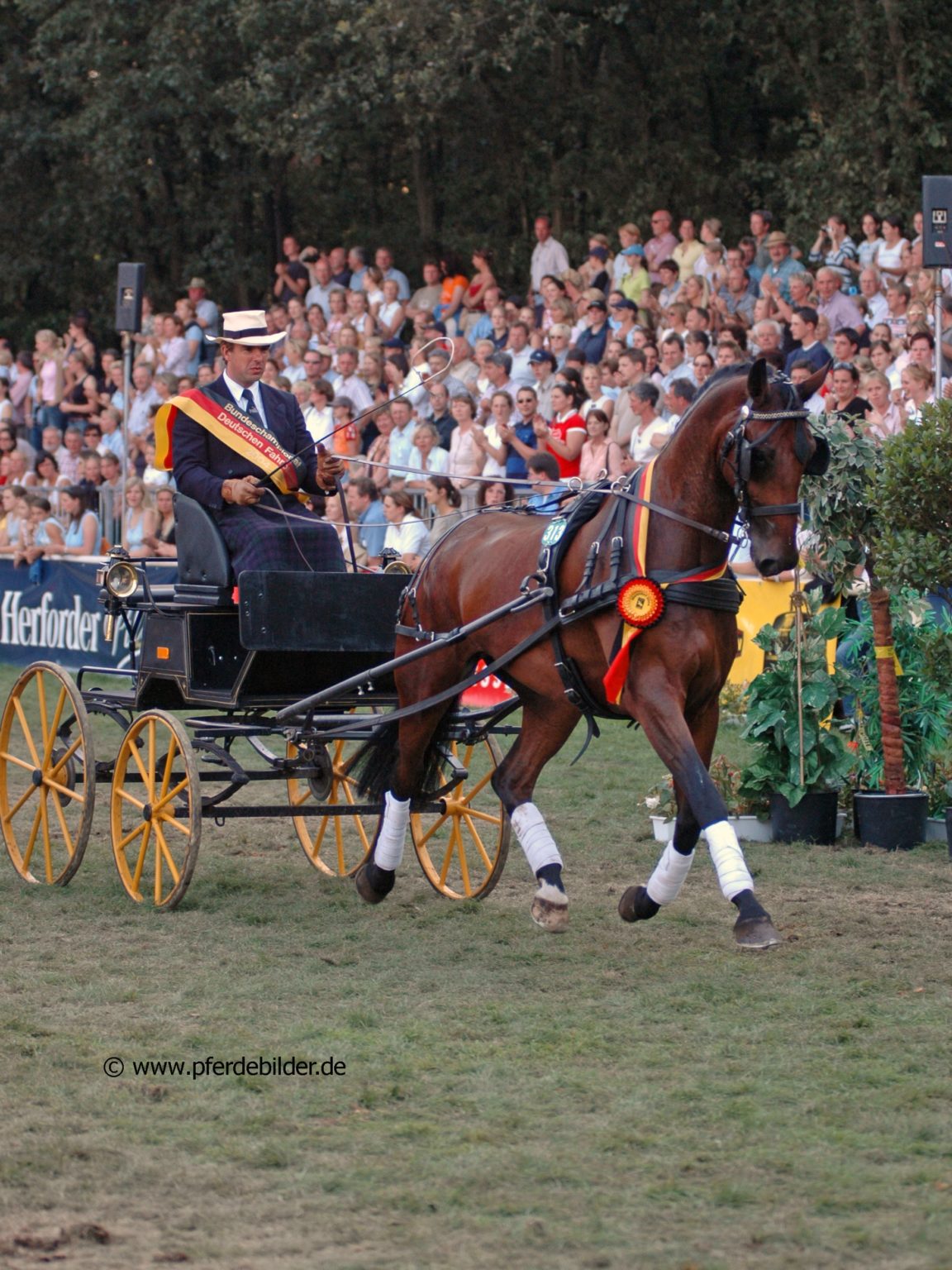 Bundeschampionat Moritzburg gesichert Der Deutsche Reiter und